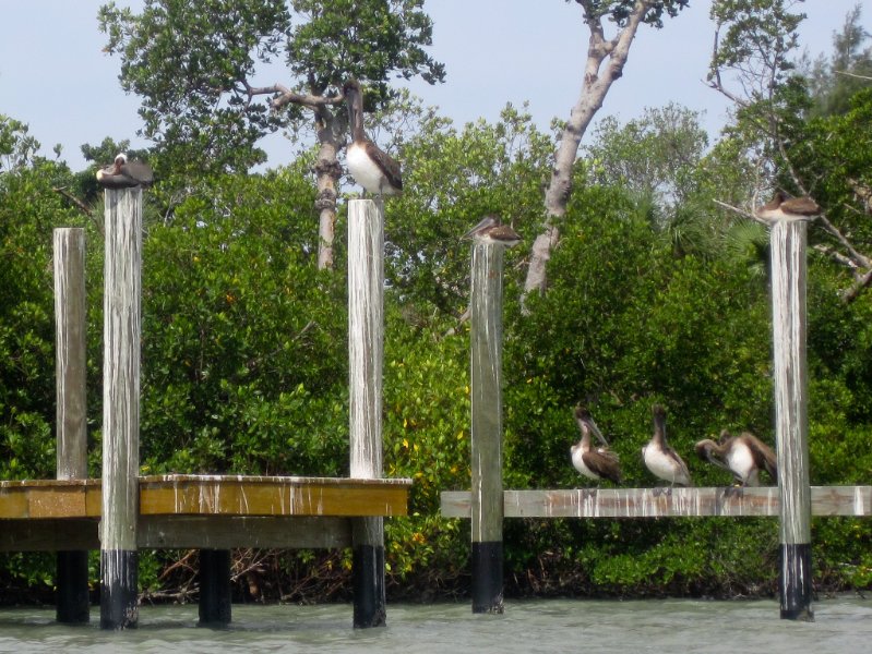 Captiva051310-0703.jpg - Kayaking Captiva:  Buck Key