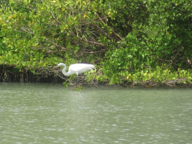 Captiva051310-0714.jpg - Kayaking Captiva:  Buck Key