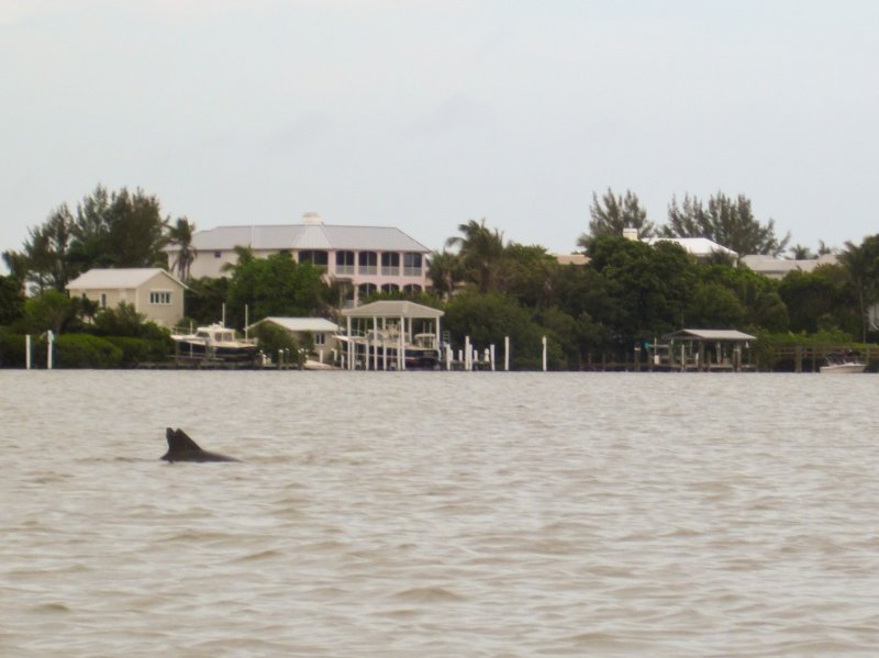 Captiva051310-0812.jpg - Two dolphin fins