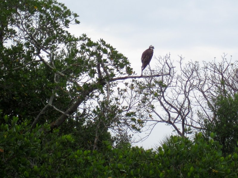 Captiva051310-0815.jpg - Osprey in the mangrove of Buck Key