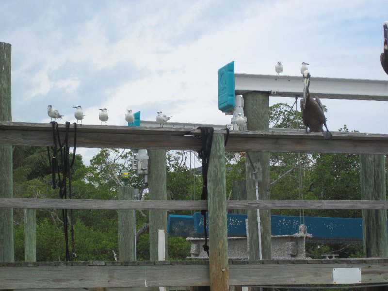 Captiva051310-0816.jpg - Pelican and Seagulls