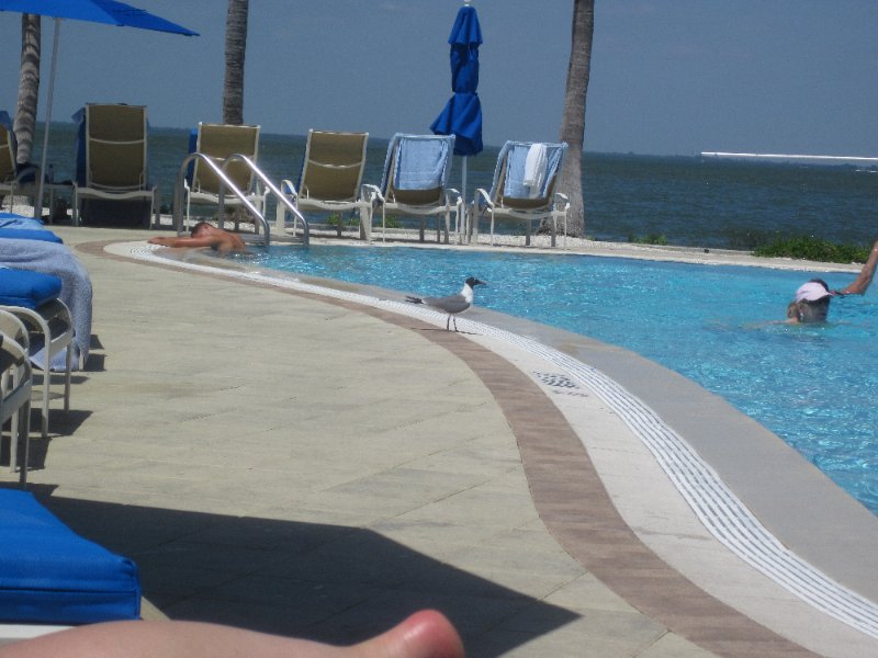Captiva051310-0643.jpg - Pictures from the Resort Pool complex area.