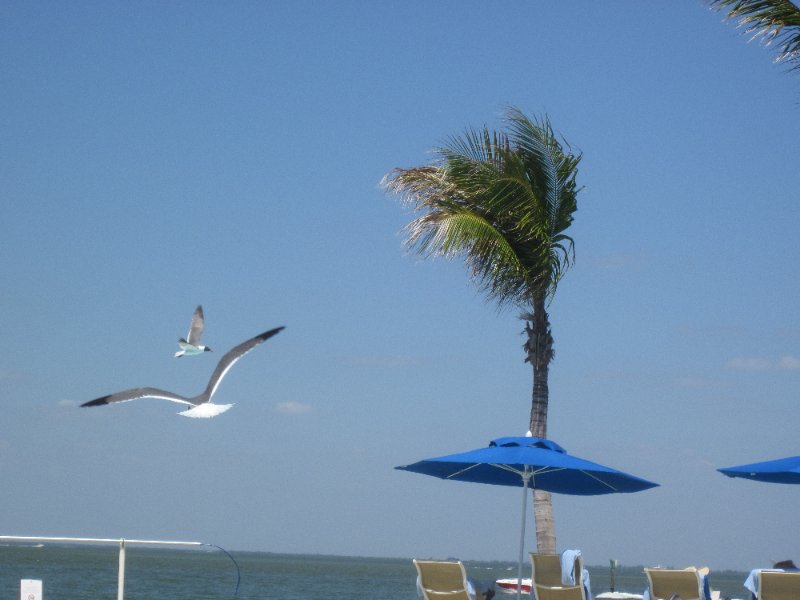 Captiva051310-0644.jpg - Pictures from the Resort Pool complex area.