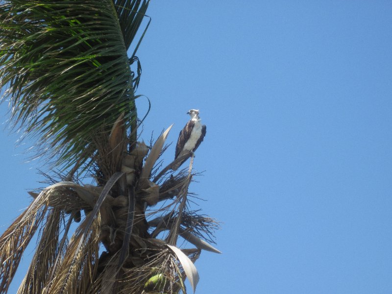 Captiva051310-0645.jpg - Pictures from the Resort Pool complex area.