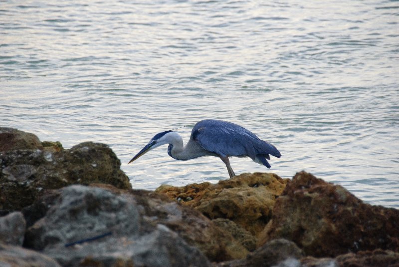 Captiva051310-2955.jpg - Redfish Pass