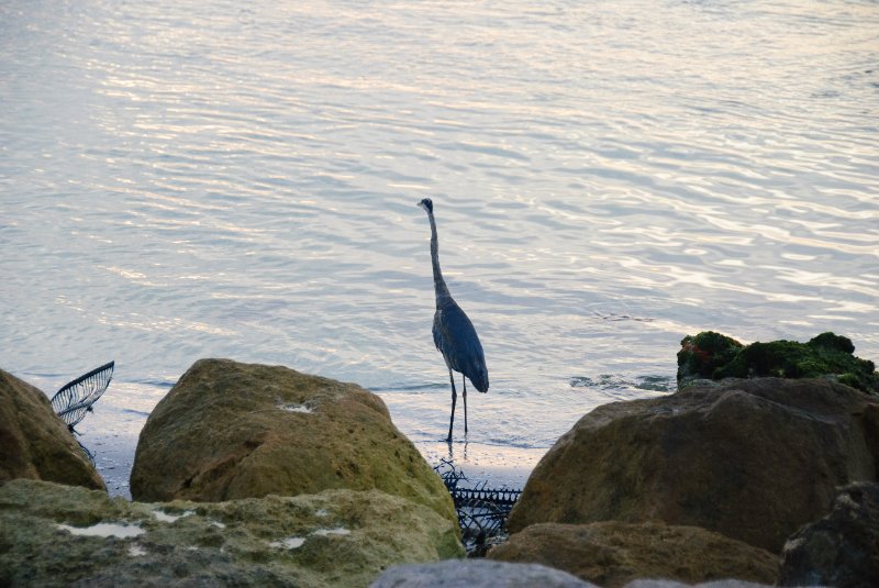 Captiva051310-2979.jpg - Redfish Pass