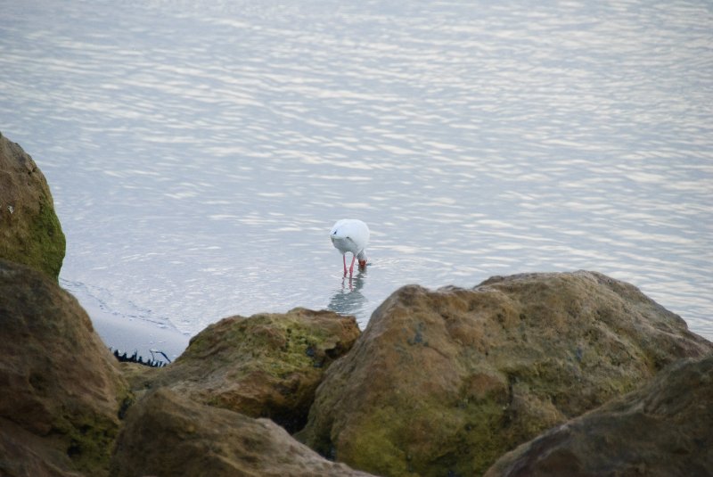 Captiva051310-2980.jpg - Redfish Pass