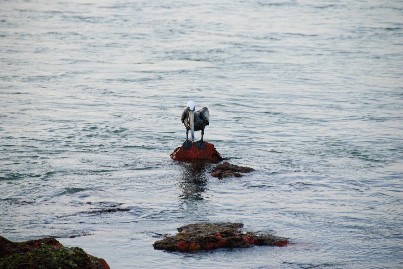 Captiva051310-2981.jpg - Redfish Pass
