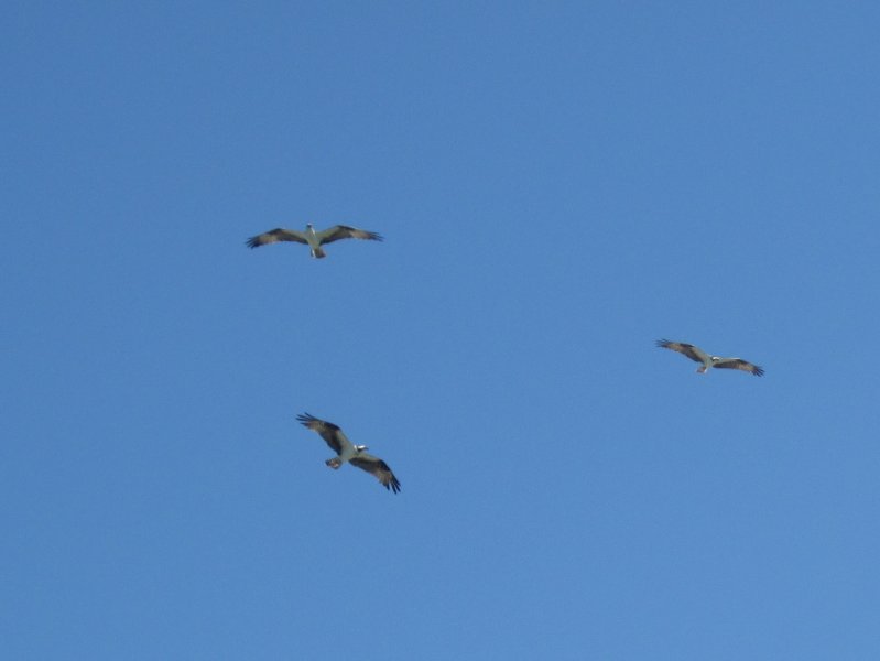 Captiva051310-0598.jpg - Kayak Captiva:  Pine Island Sound, McCarthy Marina to Chadwick's Bayou