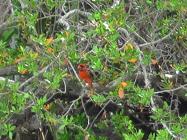 Captiva051310-0723.jpg - Kayaking Captiva:  Buck Key
