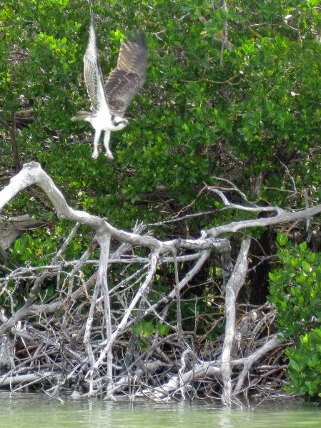 Captiva051310-0787.jpg - Kayaking Captiva:  Buck Key to Sanibel