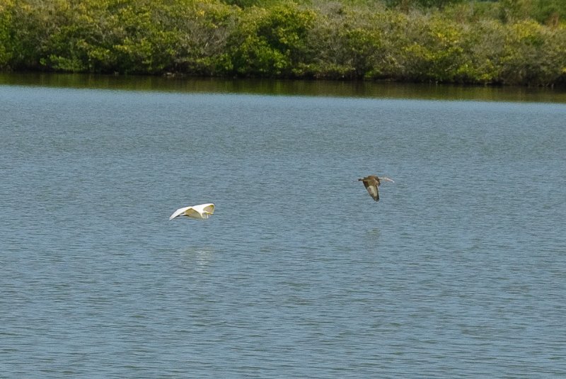 KSC110110-6515.jpg - Egret at Apollo / Saturn V Center