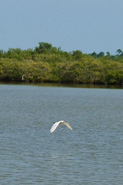KSC110110-6516.jpg - Egret at Apollo / Saturn V Center