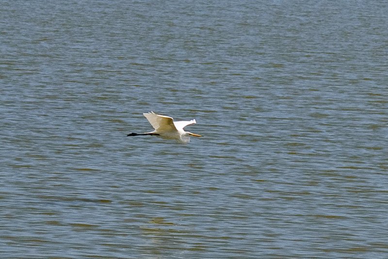 KSC110110-6518.jpg - Egret at Apollo / Saturn V Center