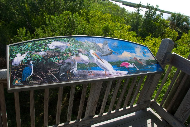 PelicanIsland110310-6614.jpg - The Birds of Pelican Island