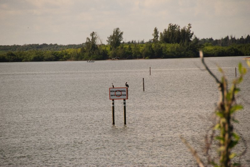 PelicanIsland110310-6615.jpg - Anhinga and Pelican, Indian River Lagoon