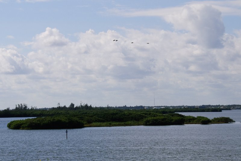 PelicanIsland110310-6618.jpg - Pelican Island, Pelicans flying over
