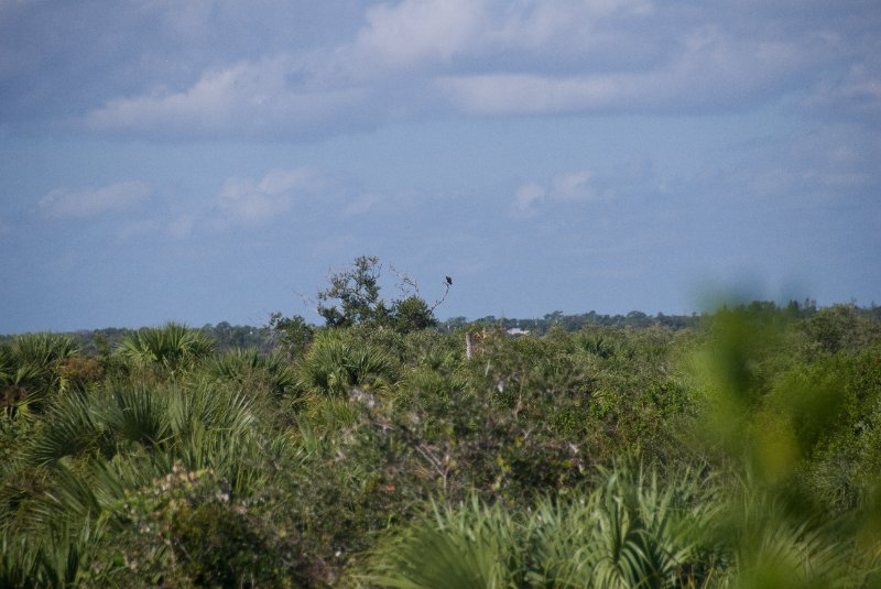 PelicanIsland110310-6619.jpg - Osprey
