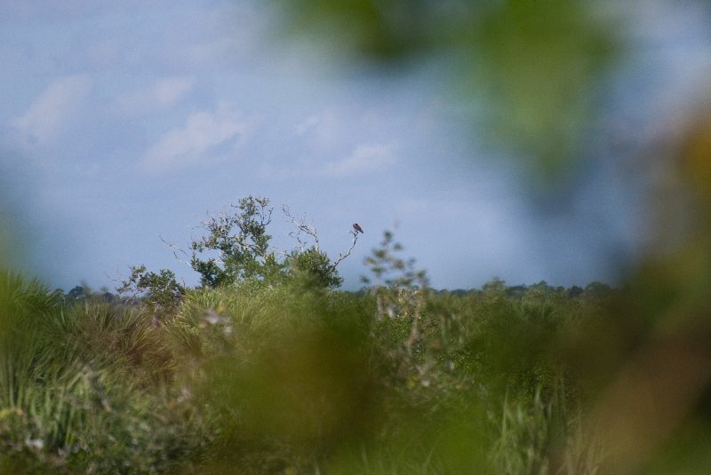 PelicanIsland110310-6622.jpg - Osprey Overlooking Indian River Lagoon