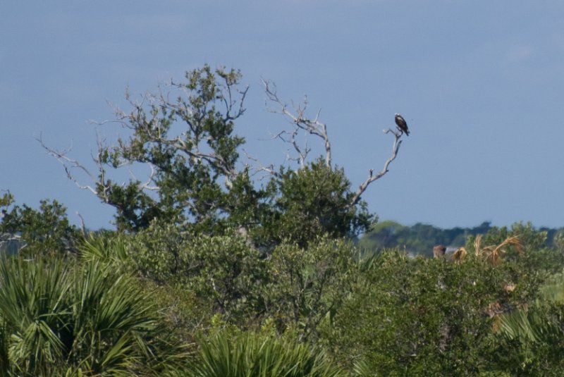PelicanIsland110310-6625.jpg - Osprey Overlooking Indian River Lagoon