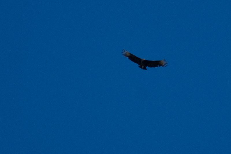 PelicanIsland110310-6631.jpg - Turkey Vulture
