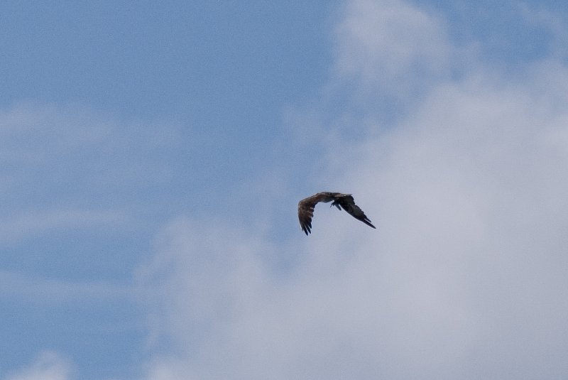 PelicanIsland110310-6636.jpg - Osprey with fish