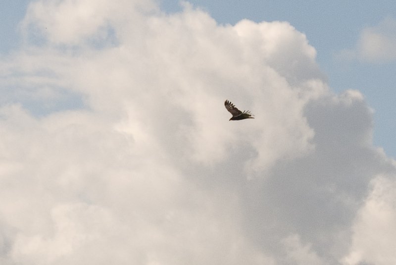 PelicanIsland110310-6643.jpg - Turkey Vulture