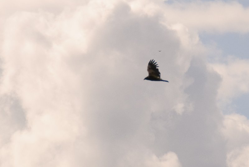 PelicanIsland110310-6645.jpg - Turkey Vulture