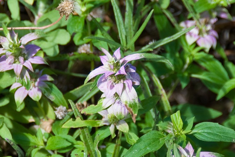 PelicanIsland110310-6651.jpg - Dotted Horsemint Butterfly Garden at Pelican Island NWR