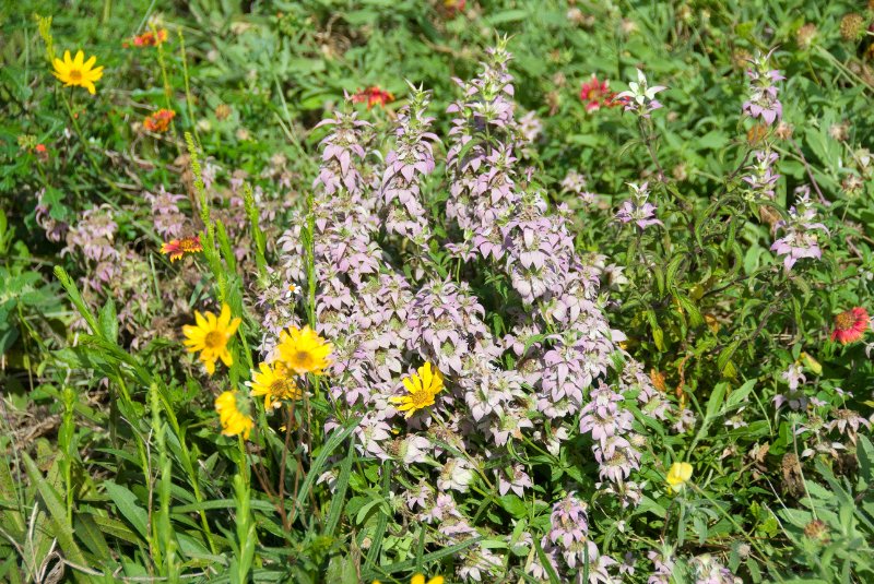 PelicanIsland110310-6654.jpg - Butterfly Garden at Pelican Island NWR