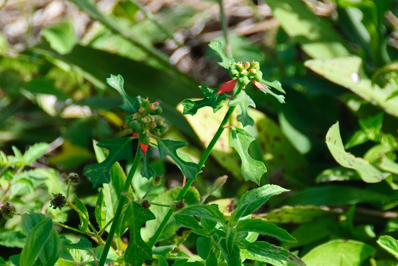 PelicanIsland110310-6655.jpg - Wild Poinsettia at Butterfly Garden at Pelican Island NWR