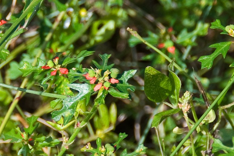 PelicanIsland110310-6656.jpg - Wild Poinsettia at Butterfly Garden at Pelican Island NWR