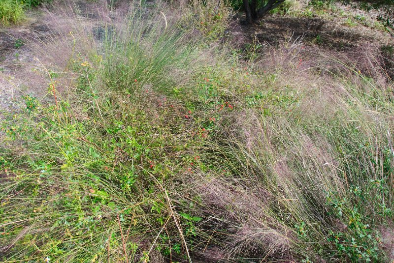 PelicanIsland110310-6657.jpg - Butterfly Garden at Pelican Island NWR