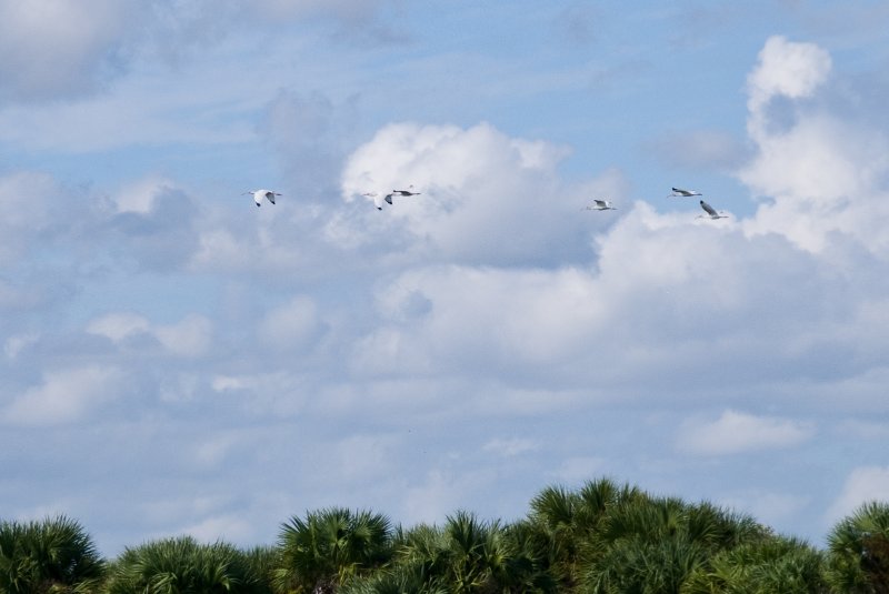 PelicanIsland110310-6659.jpg - Ibis