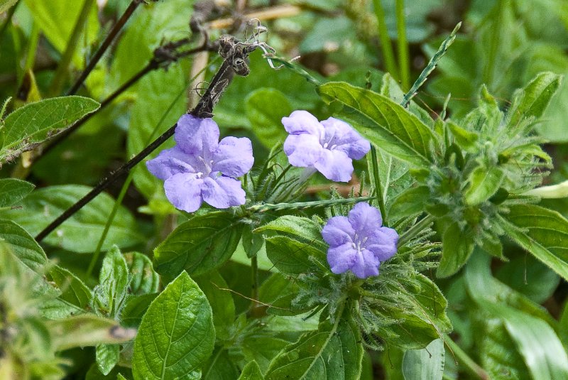 PelicanIsland110310-6661.jpg - Wild Petunia  at Butterfly Garden at Pelican Island NWR
