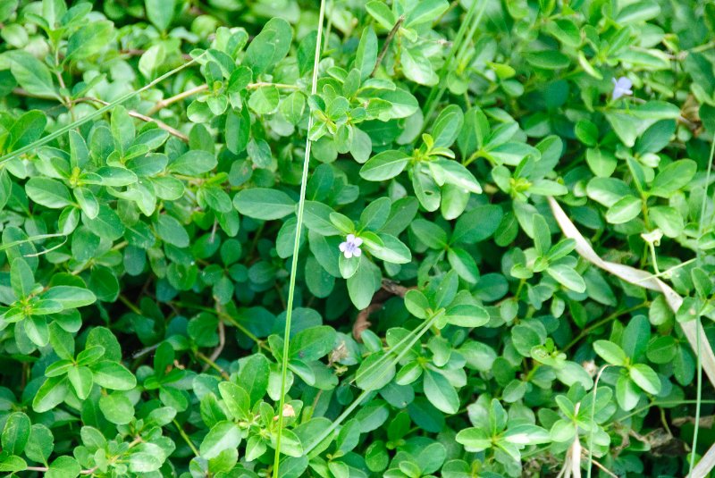 PelicanIsland110310-6665.jpg - Butterfly Garden at Pelican Island NWR
