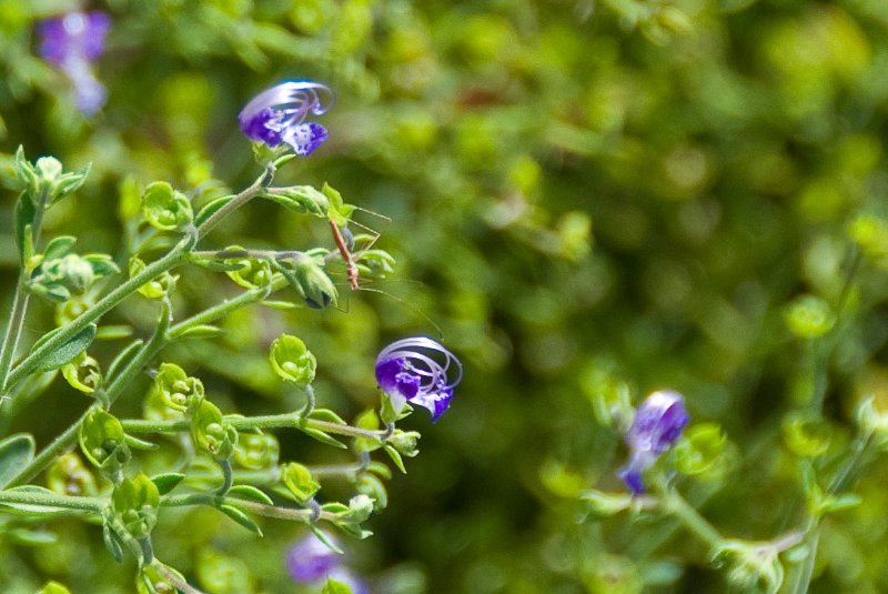 PelicanIsland110310-6666.jpg - Butterfly Garden at Pelican Island NWR