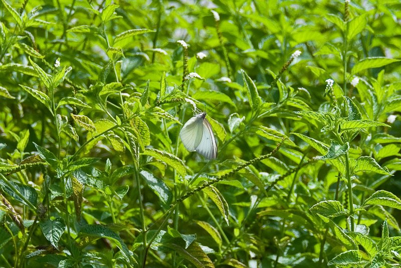 PelicanIsland110310-6667.jpg - Great Southern White Butterfly