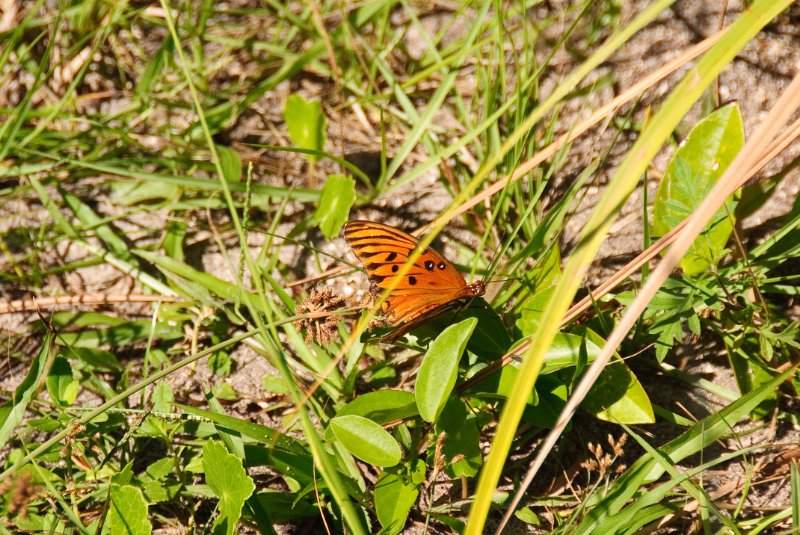 PelicanIsland110310-6672.jpg - Gulf Fritillary Butterfly