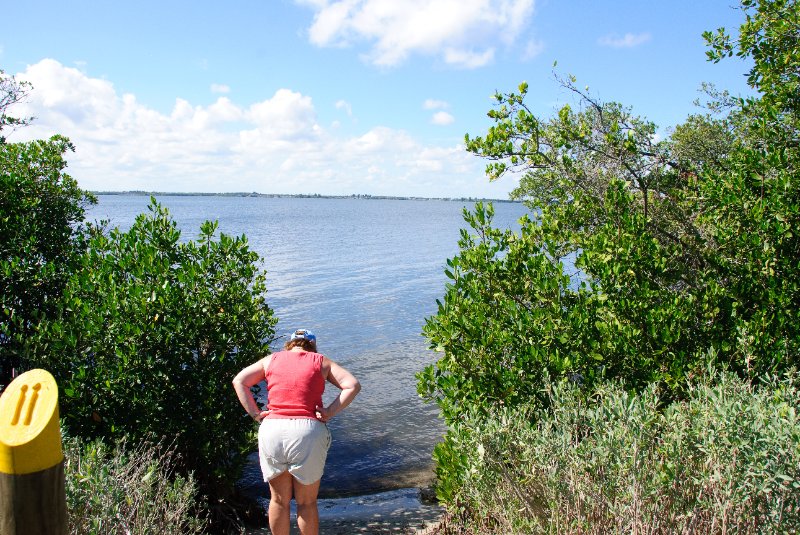 PelicanIsland110310-6675.jpg - Barrier Island Sanctuary Trial