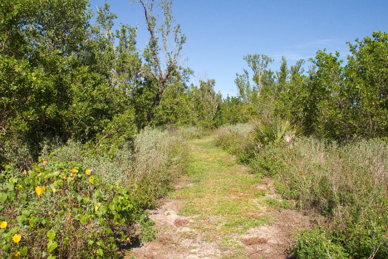 PelicanIsland110310-6676.jpg - Barrier Island Sanctuary Trial