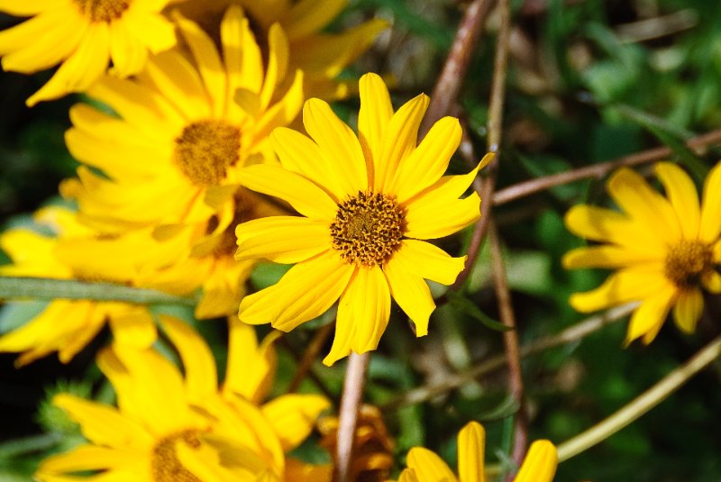 PelicanIsland110310-6650.jpg - Dune Sunflower in Butterfly Garden at Pelican Island NWR