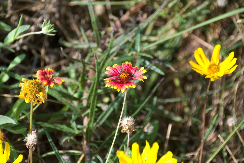 PelicanIsland110310-6652.jpg - Gaillardia / Indian Blanket / Blanketflower at Butterfly Garden at Pelican Island NWR