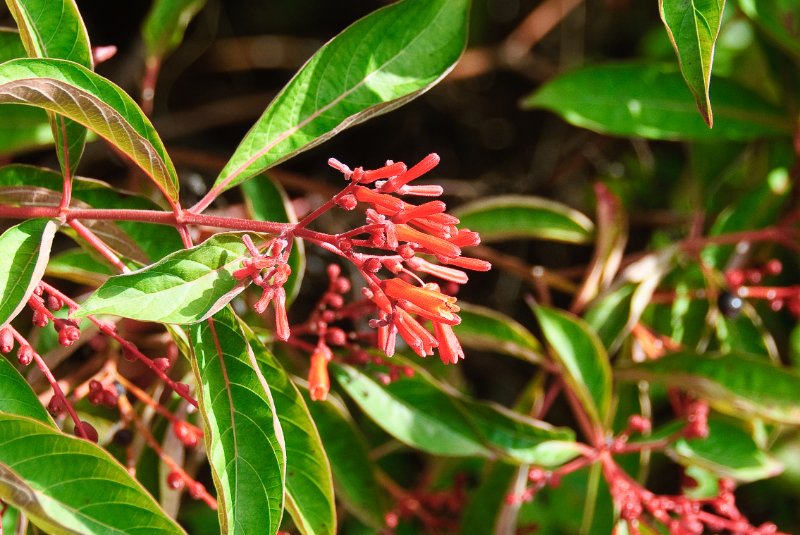 PelicanIsland110310-6663.jpg - Firebush  at Butterfly Garden at Pelican Island NWR