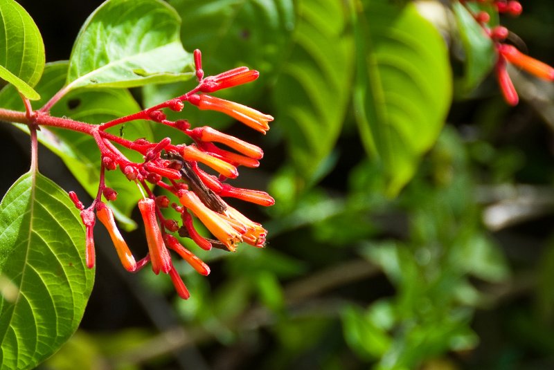 PelicanIsland110310-6664.jpg - Firebush  at Butterfly Garden at Pelican Island NWR