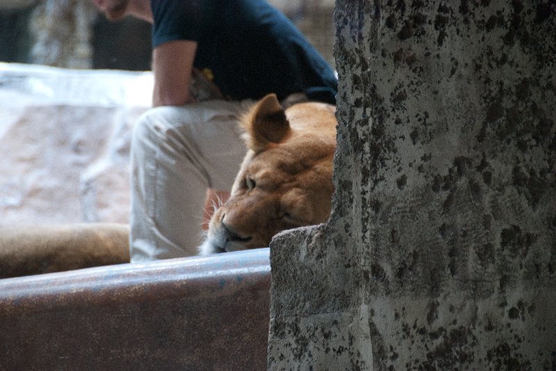 LasVegas042410-2523.jpg - MGM Grand, Live Lion