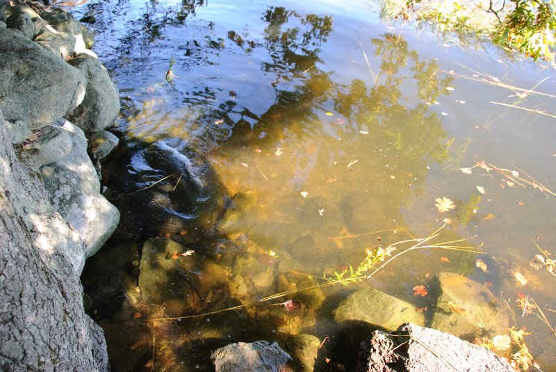DSC_6325.jpg - Walk along the Seekonk River bank in the Swan Point Cemetery