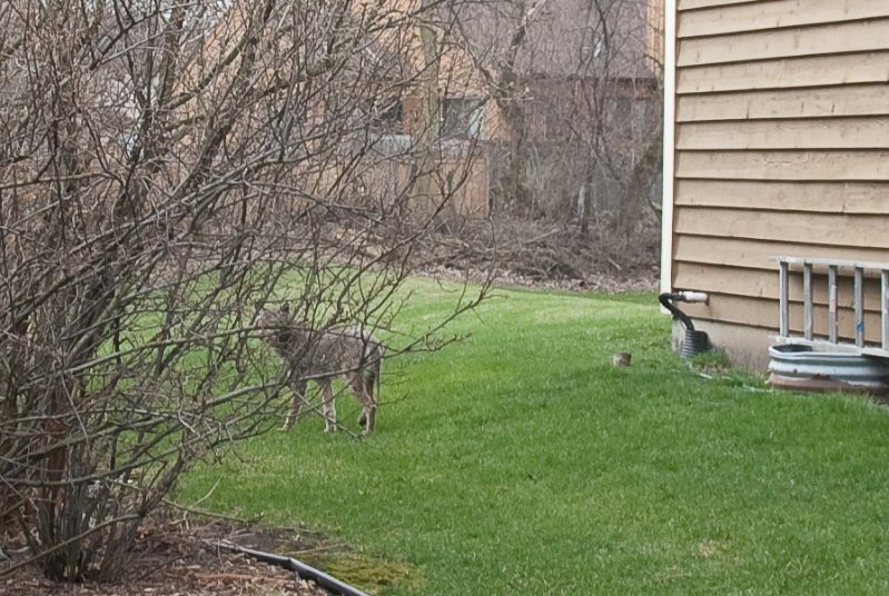 DSC_1970-2.jpg - Coyote in the Backyard