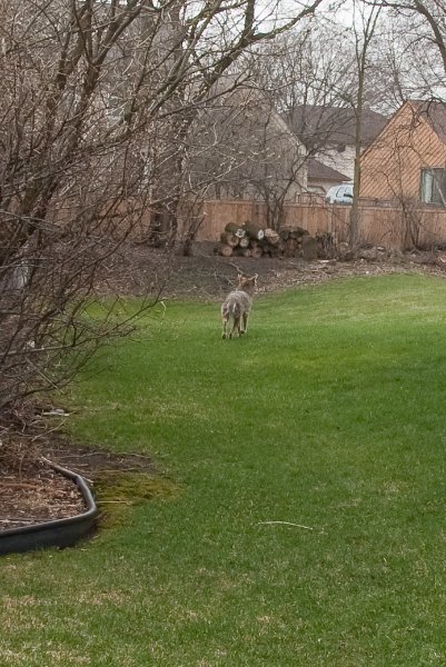 DSC_1971-2.jpg - Coyote in the Backyard