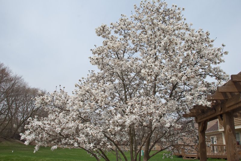 DSC_1990.jpg - Magnolia Tree on our Patio